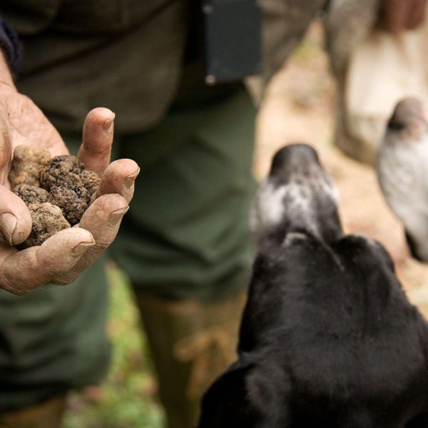 TRUFFLES hunt