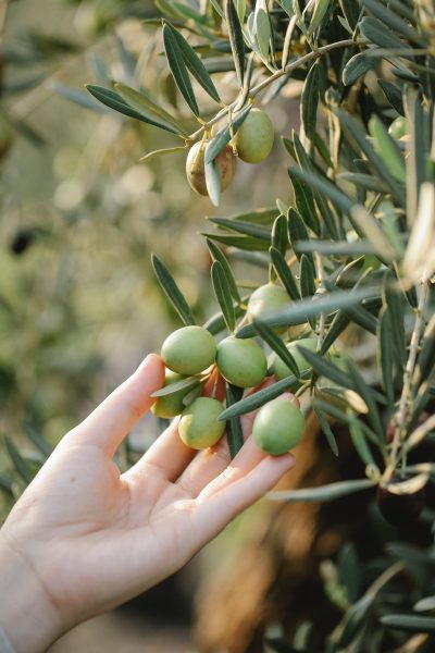olives-6385808_1920