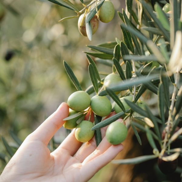 olives-6385808_1920
